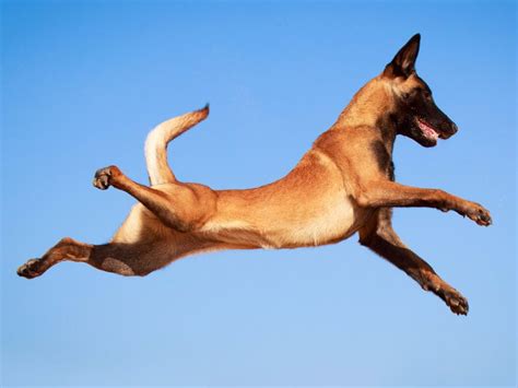 belgian malinois dog jumping video